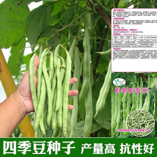 农家无筋架豆种子无架四季豆种籽豆角芸豆扁豆春季秋季播蔬菜种子