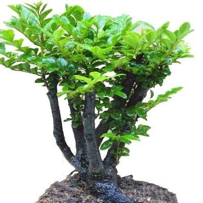 新品小叶紫檀盆景树h桩室内客厅盆栽老桩造型黑檀木四季常青植