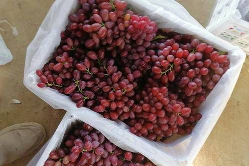 0/斤 克伦生葡萄