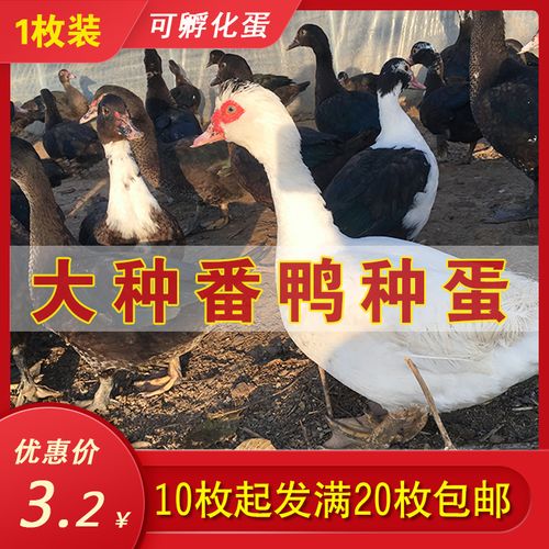 番鸭种蛋受精蛋黑鸭蛋可孵化非洲雁种蛋高产洋鸭子红头鸭鸳鸯
