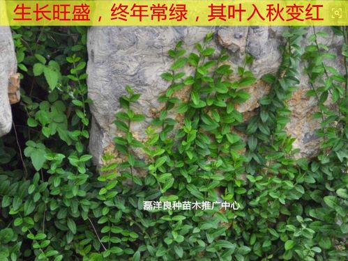 爬山虎四季绿常青苗攀援爬藤庭院大芳植物苗楼顶藤