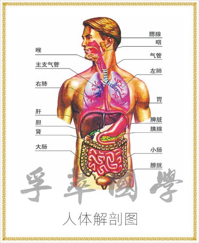人体解剖图医院医疗人体内脏器官教学示意图科室医学