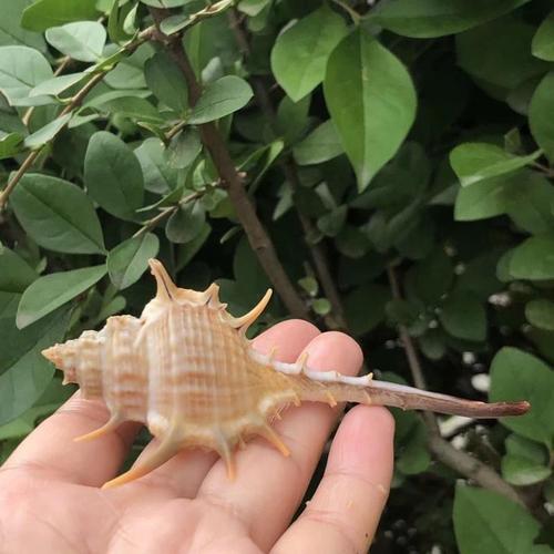 天然海螺贝壳大刺螺女巫骨螺拍摄道具地台造景地中海风格装饰摆件