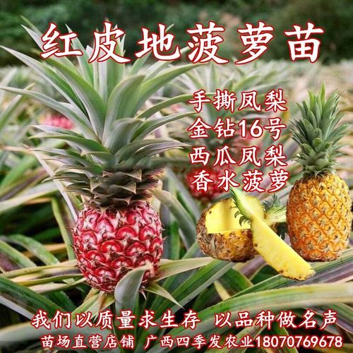 红皮地菠萝苗甜蜜蜜手撕凤梨苗金钻16号西瓜凤梨盆栽香水菠萝苗