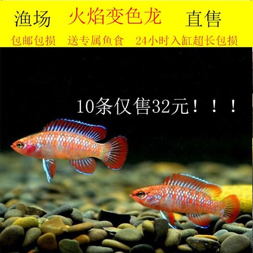 火焰变色鱼龙鱼热带小型活体观赏鱼草缸混养灯科鱼淡水鱼包邮包损
