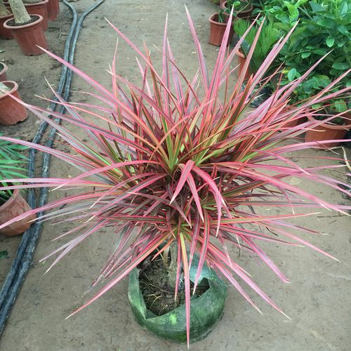 七彩铁绿植盆栽千年木三色龙血树红竹观叶植物室内阳台美观吸甲醛