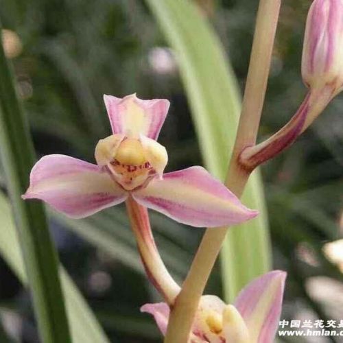 建兰市长红梅/色花2苗2芽