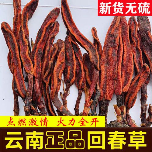 回春草云南回春草野生回春草不老草草苁蓉顶天柱 男性泡茶泡酒料