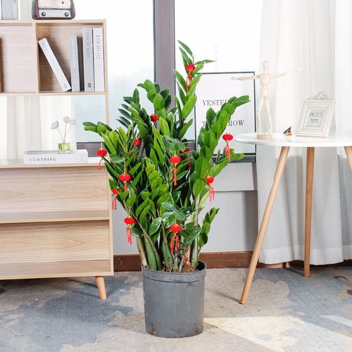 金钱树盆栽室内大型客厅办公室开业乔迁送花卉绿植 80cm-1米(原塑料盆