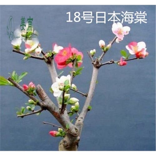 海棠花盆栽长寿冠海棠四季开花日本海棠室内树桩盆景实物 18号海棠 30