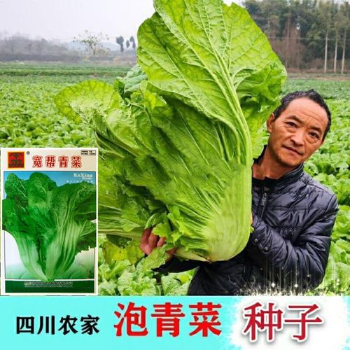 宽帮青菜紫红青菜种子耐寒肥厚包菜腌渍酸菜四川芥菜秋季四季播