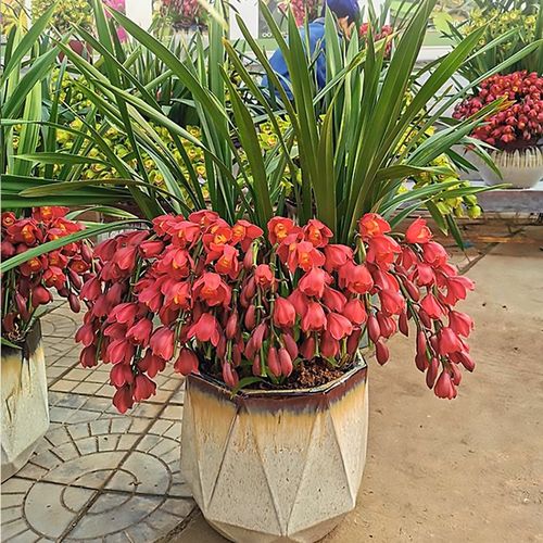 古达大花蕙兰带花苞兰花苗新年宵花盆栽惠兰喜庆春节花卉植物室内客厅