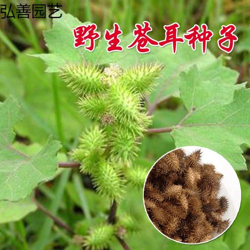 成熟带刺毛苍耳种子新货苍耳子中药材 怀旧棉草狼种子小时候 苍耳种子