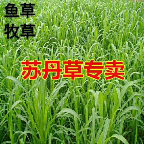 进口苏丹草种子鱼草种子高丹草种子牛羊渔猪畜牧草种子包邮