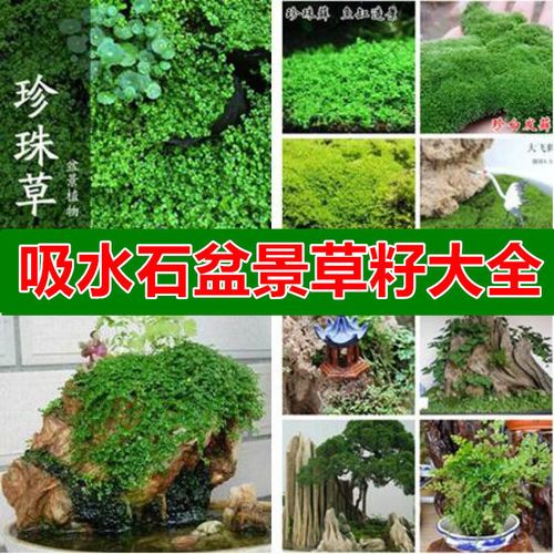 假山草种子山石草盆景草种子吸水石草籽珍珠草幸运草文竹种子四季
