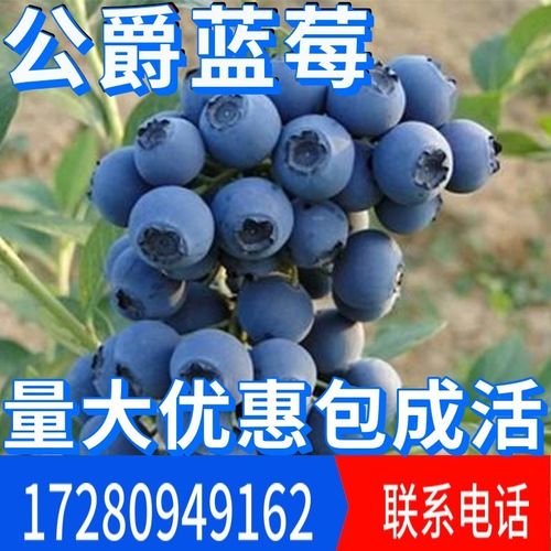 公爵蓝莓树果苖南方北方种植庭院盆栽当年结果阳台蓝莓苖包邮