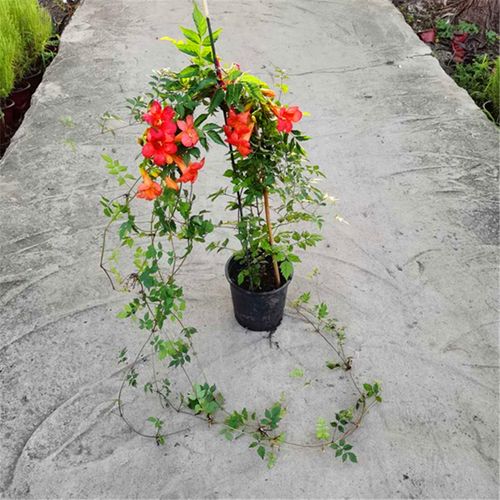 凌霄花盆栽花卉新款庭院夏季林霄 蔓藤 粉色大苗藤紫云爬藤包邮