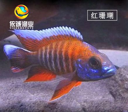 三湖慈鲷鱼 鱼 马鲷 孔雀类 红珊瑚 淡水热带观赏鱼