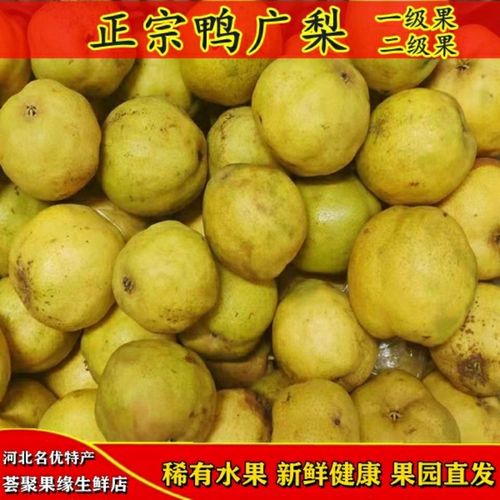 鸭广梨河北特产渣子梨酒香梨木梨疙瘩梨鸭儿广梨现摘现发5斤包邮