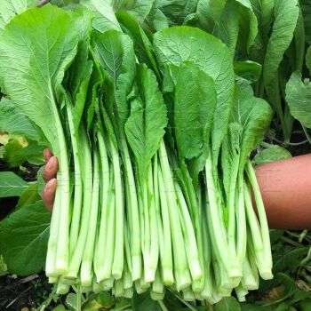 春菜种子小白菜芥菜青菜种籽四季耐寒耐热菜种盆栽籽种蔬菜孑菜籽