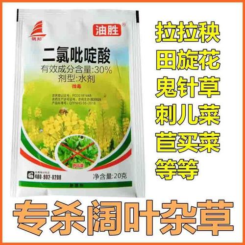 二氯吡啶酸刺儿菜田旋花鬼针草除草剂油菜玉米草莓除草草坪除草剂