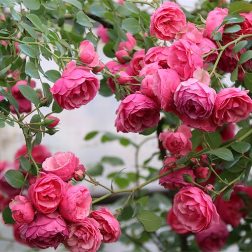 欧月艾拉绒球灌木丰花月季勤花抗病性强花量特别多 特别推荐品种