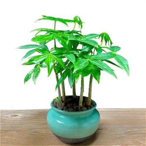 发财树盆栽植物室k内客厅绿植v盆景四季常j青开业招财