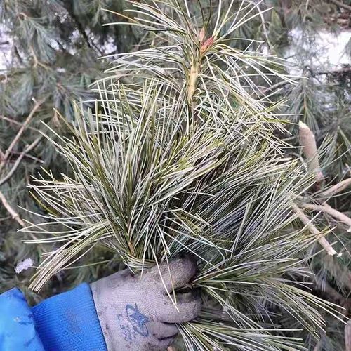 长白山百年红松新鲜松针五针红松松针茶松针粉马尾松针叶