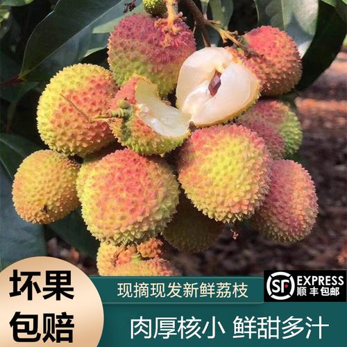 现货广东高州新鲜荔枝现摘现发白糖罂桂味妃子笑糯米糍黑叶三月红