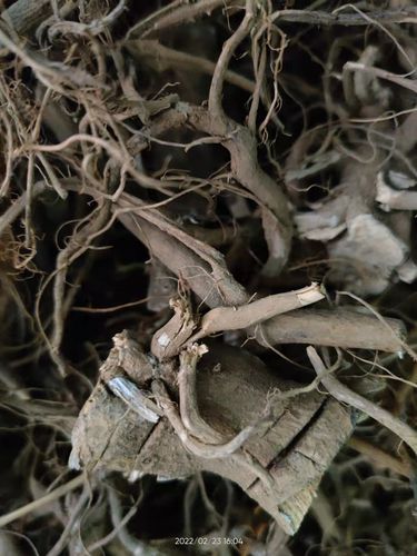 广西大山药材野颠茄 颠茄根 小颠茄 黄果茄 红果茄根 红牙痛果根