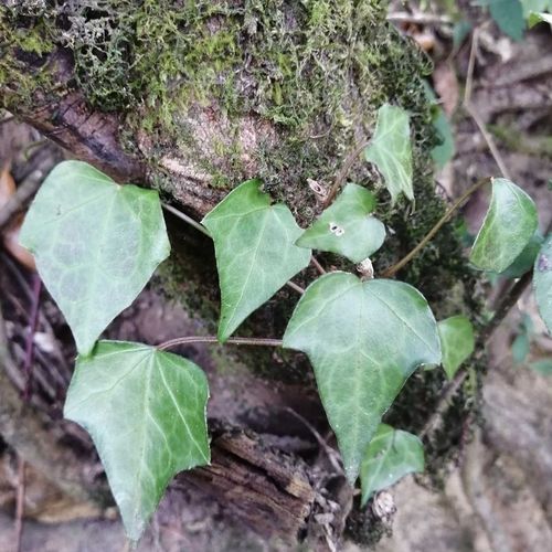 新鲜青草三角风藤叶 常春藤常青藤土鼓藤大排风滕 追风滕500g包邮