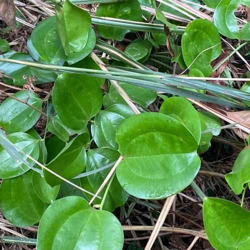野菝葜金刚藤 铁菱角 金刚根 金刚头马甲草菝葜根部包邮【3天内发货】