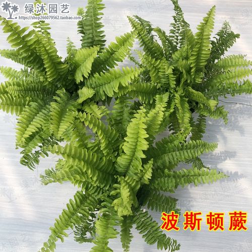 蕨类植物万年青绿公主平安蕨波斯顿蕨鹿角鸟巢蕨凤尾狼尾蕨绿植盆