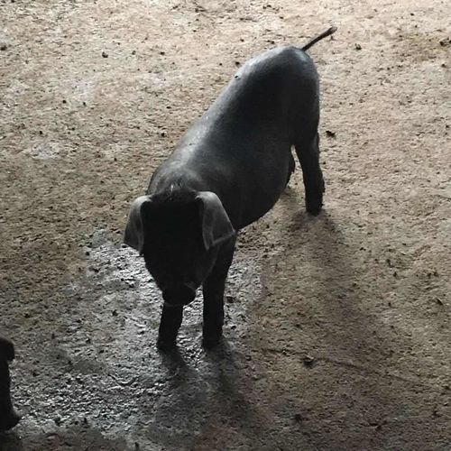 苏太母猪活猪苗太湖母猪纯种小猪仔活猪家养种猪肉猪幼崽高产母猪