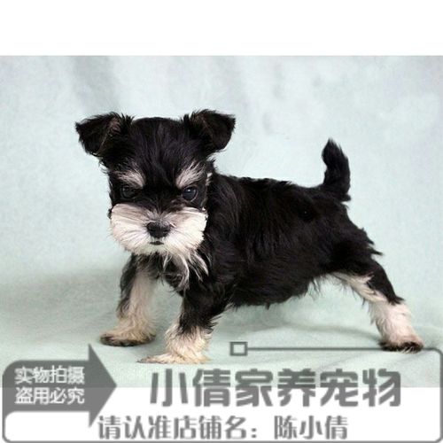 活体纯种雪纳瑞犬小狗幼犬椒盐色白胡子老头黑银色公母2n