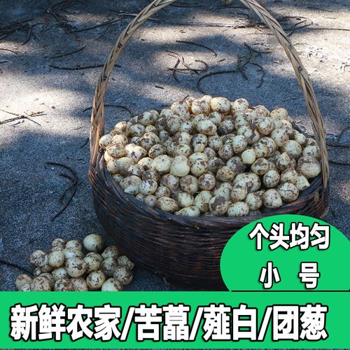 小号新鲜农家苦藠薤白团葱小蒜害子野葱小根蒜四川苦荞头洋葱头