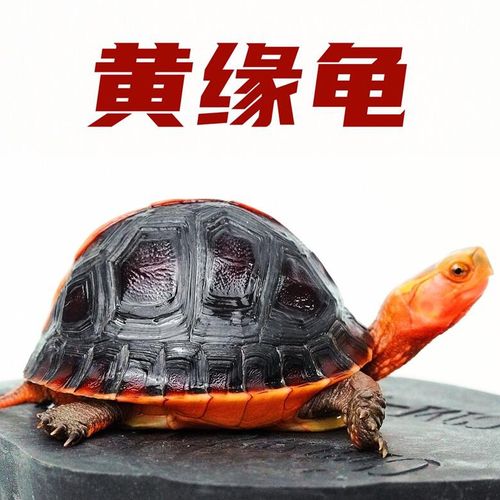 黄缘龟乌龟活物幼龟活体安缘龟闭壳龟皖南台缘龟苗陆地龟盒龟缘龟