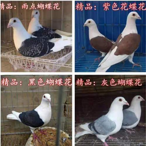 正宗蝴蝶花蝴蝶背鸽子高飞种鸽信鸽观赏鸽包邮包活到家  活体一对
