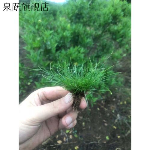 野生鱼缸造景 野生牛毛毡水草鱼缸前景草净化水质假山吸水石造景增氧