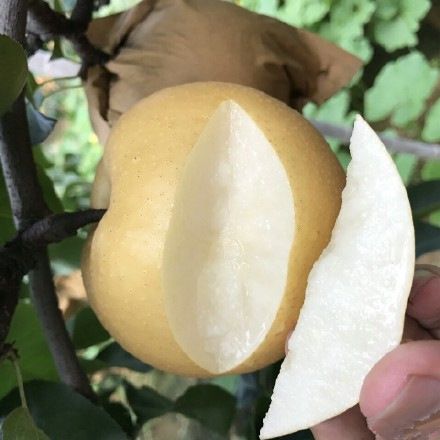 新鲜水果 梨子脆甜精品水果秋月梨秋香梨黄河蜜梨5斤装包邮
