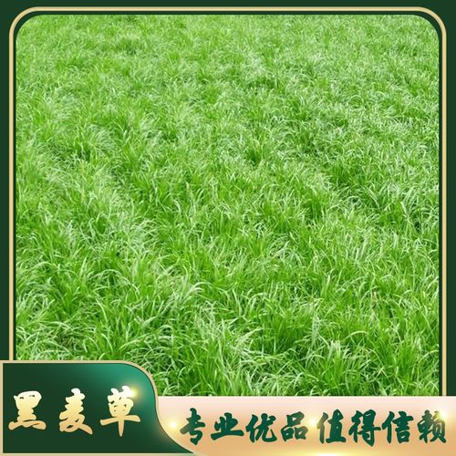 多年生黑麦草草籽草种耐旱耐寒草坪种子庭院别墅绿化牧草牛羊园林