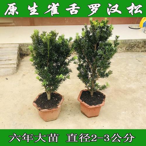 罗汉松雀舌小叶罗汉松树苗 米叶红芽黑珍珠大叶罗汉松造型小苗盆【8月