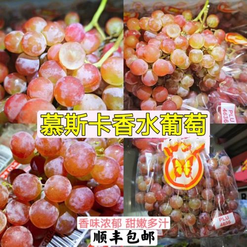 qefh当季慕斯卡香水葡萄品种玫瑰香美人提子新鲜水果3斤装
