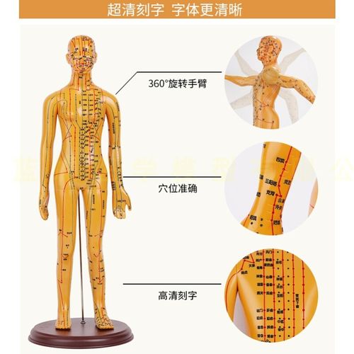 针灸穴位人体模型可扎针经络图真中医练习具皮肤美容院手法特全身