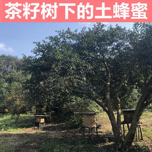 茶籽树下的野生土蜂蜜农家自产纯正天然深山成熟蜜孕妇峰蜜百花蜜
