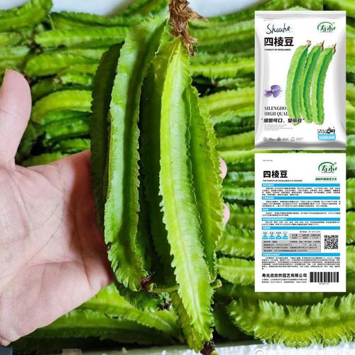 四棱豆种子/苗 豆角四角皇帝豆种籽阳台四季蔬菜四棱豆种孑种龙豆