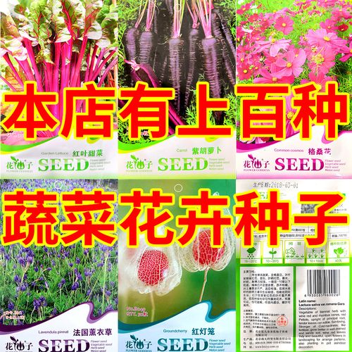 红叶甜菜格桑花紫胡萝卜法国薰衣草红灯笼种籽阳台花卉种子四季
