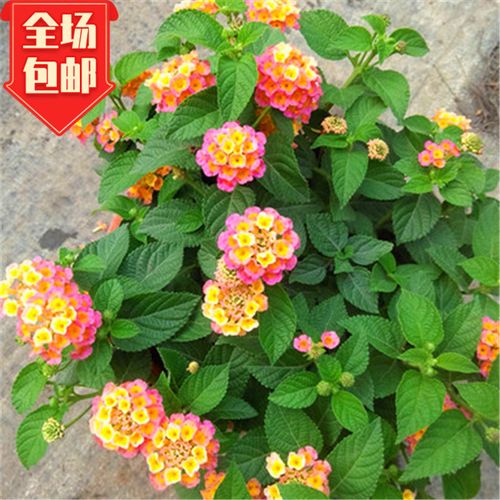 五色花五色梅盆栽马缨丹庭院花卉耐高温爆晒不死花开不断易爆盆