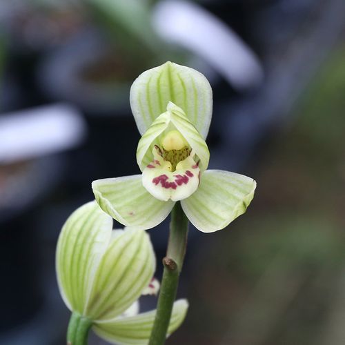 靖荷 细叶莲瓣兰原生老种兰花苗 浓香室内绿植盆栽办公室花卉盆景