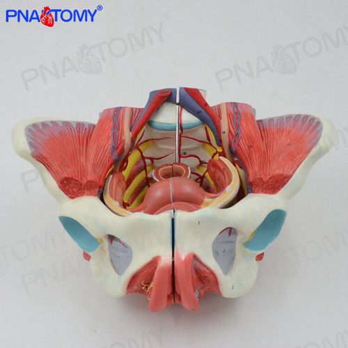 人体骨盆解剖模型可拆产后理疗教学教具真人大小盆底肌肉骨骼模型